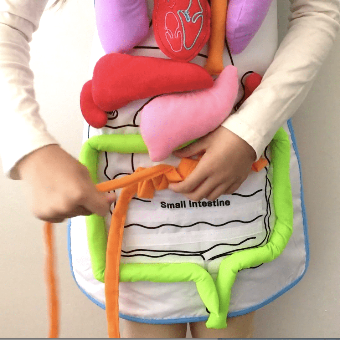 FUN ANATOMY APRON TOY FOR KIDS